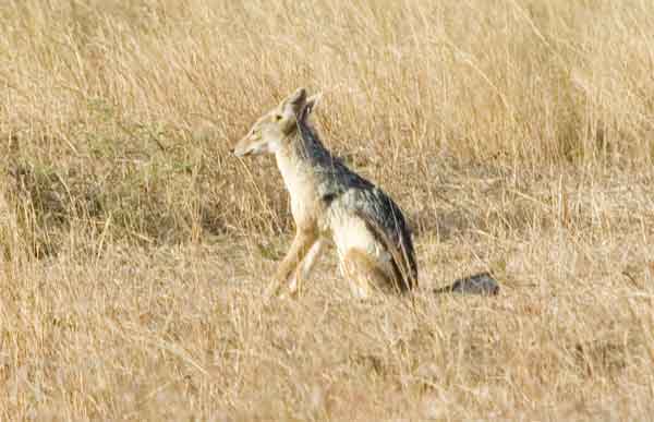 106 - Kenia - Chacal - reserva nacional de Masai Mara